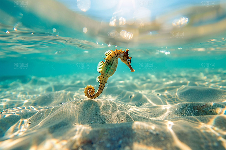 海马海洋生物生态素材