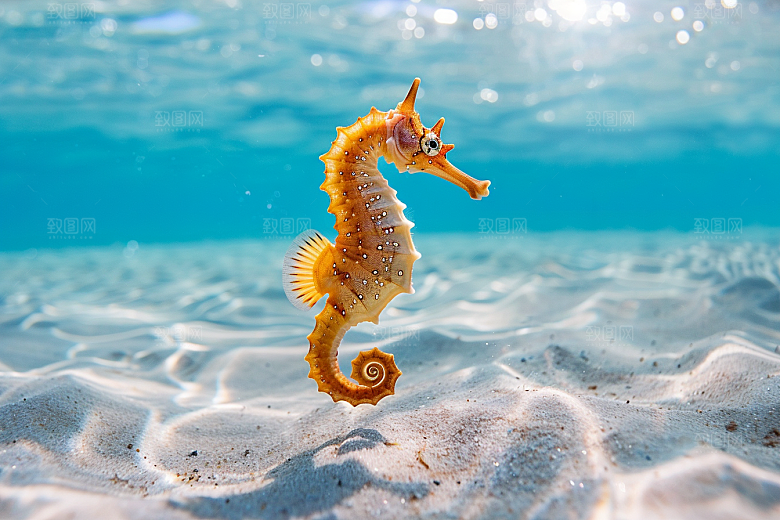 海马大海海洋生物素材