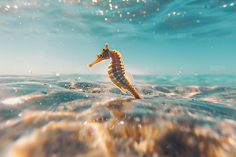海马海洋生物大海素材