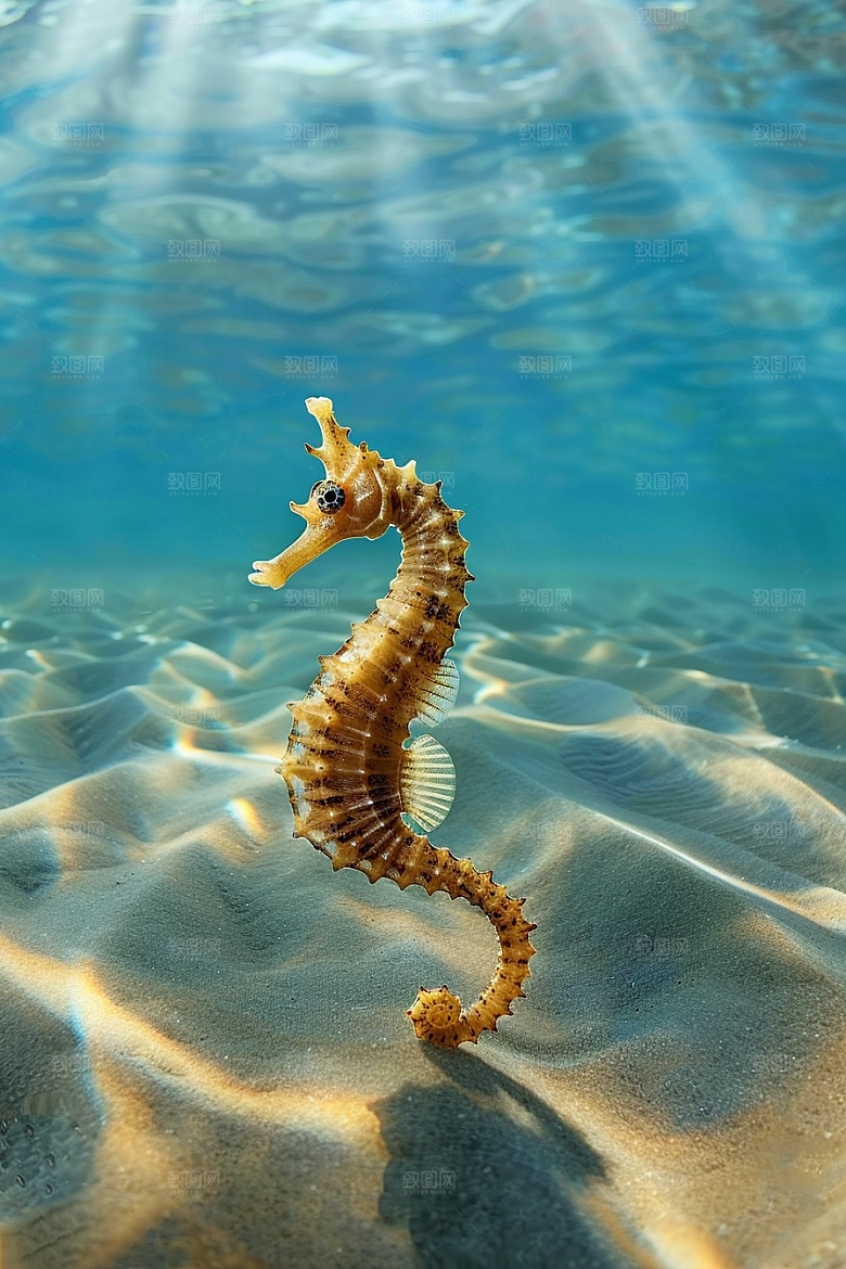 海马海底生态素材