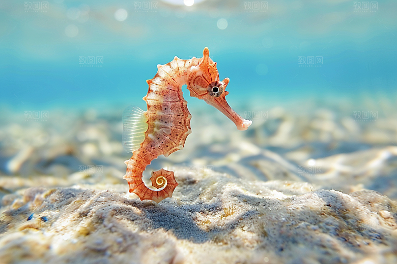 海马保护动物自然素材