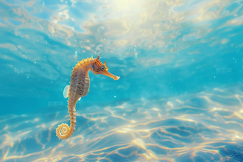 海马自然海底素材