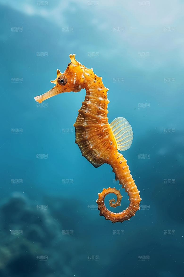海马大海海洋生物素材