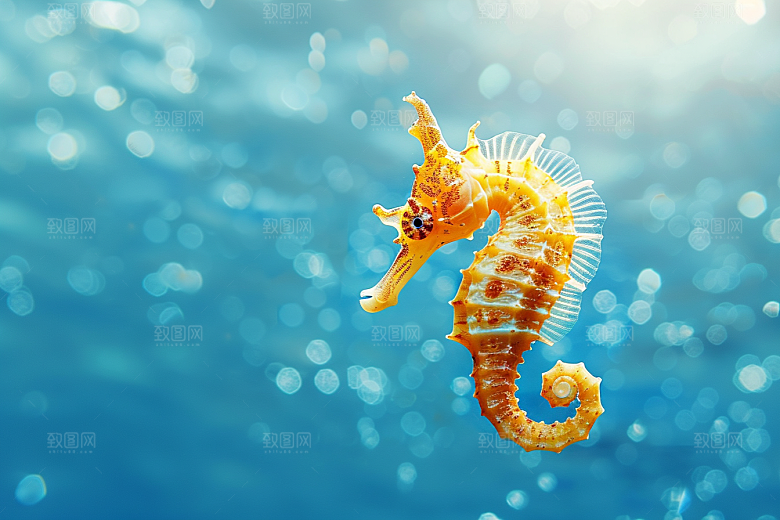 海马海洋生物高清素材