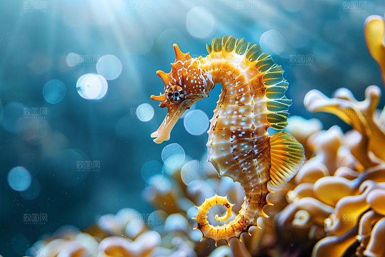 海马保护动物环保素材