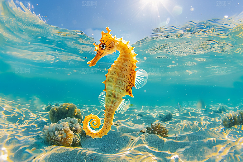 海马生态海洋生物素材