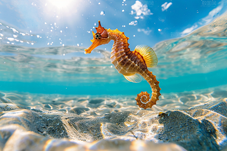 海马海洋生物海底素材