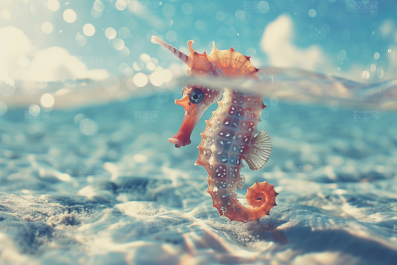海马自然海洋生物素材