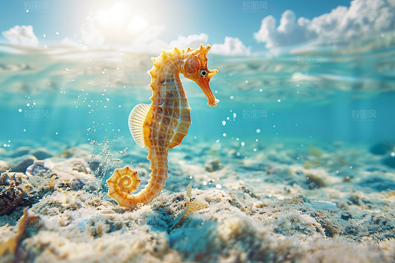 海马珊瑚礁大海素材