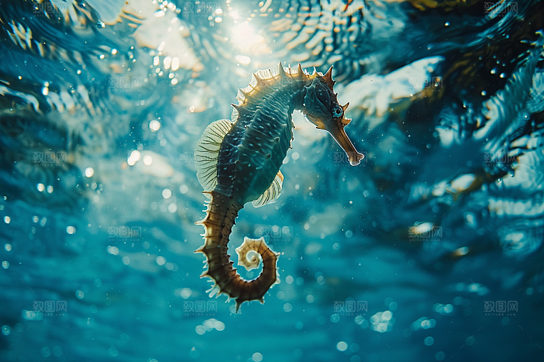 海马大海海洋生物素材