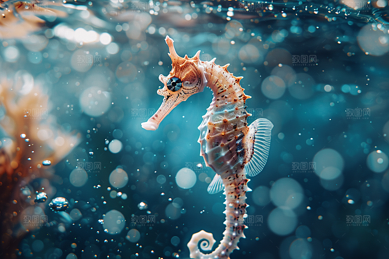 海马保护动物生态素材