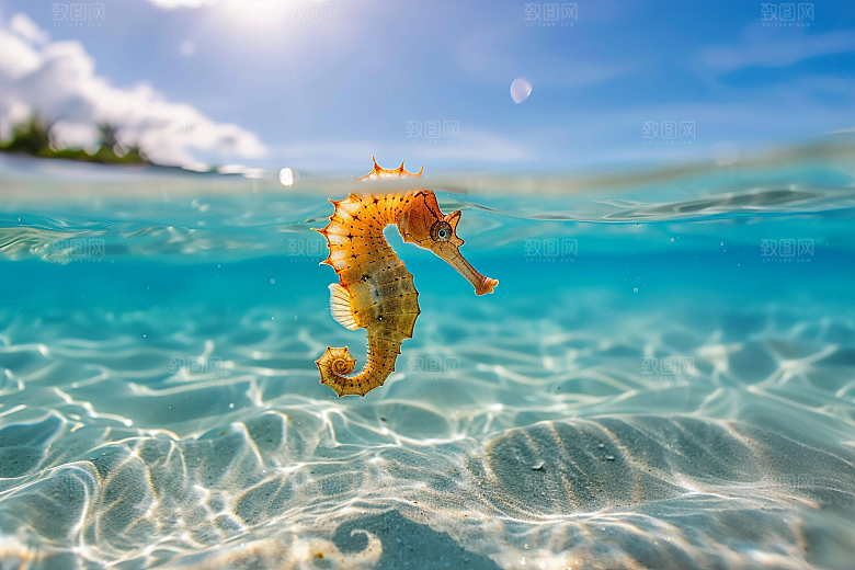 海马保护环境保护动物素材