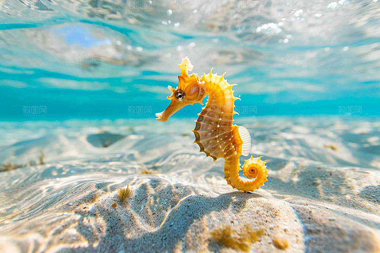 海马生态保护环境素材