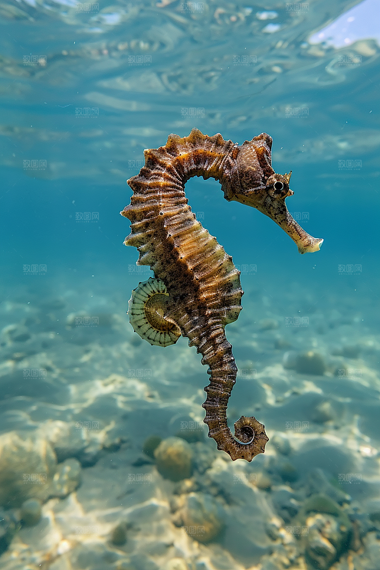 海马海洋生物保护动物素材