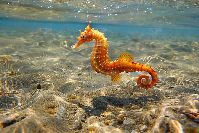 海马海洋生物保护动物素材
