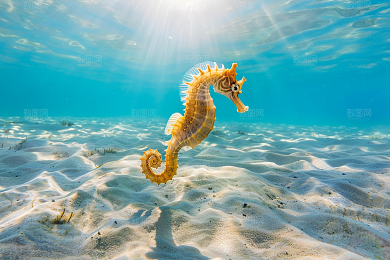 海马大海珊瑚礁素材