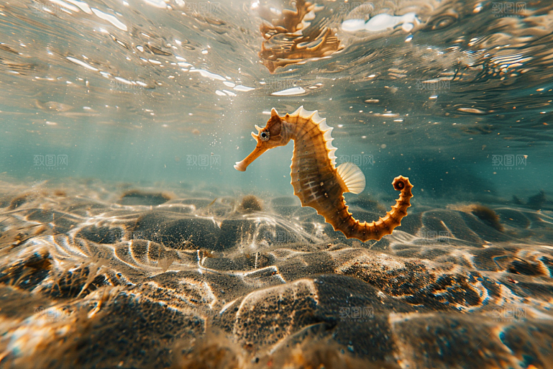 海马保护环境海洋生物素材