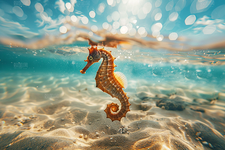 海马高清环保素材