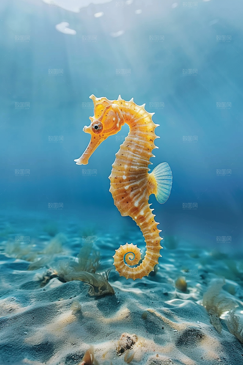 海马保护动物保护环境素材