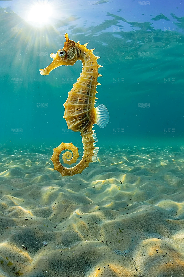 海马保护环境高清素材