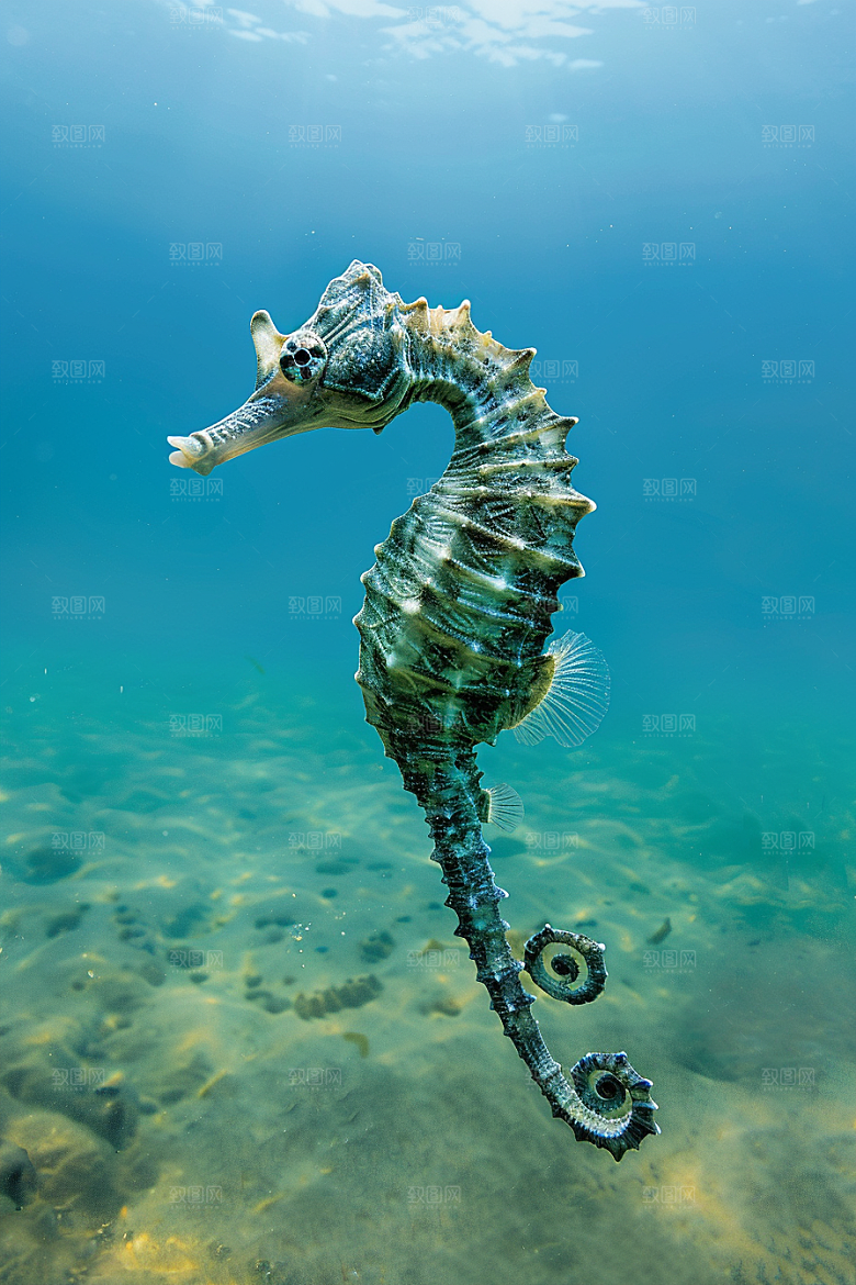 海马海底保护动物素材