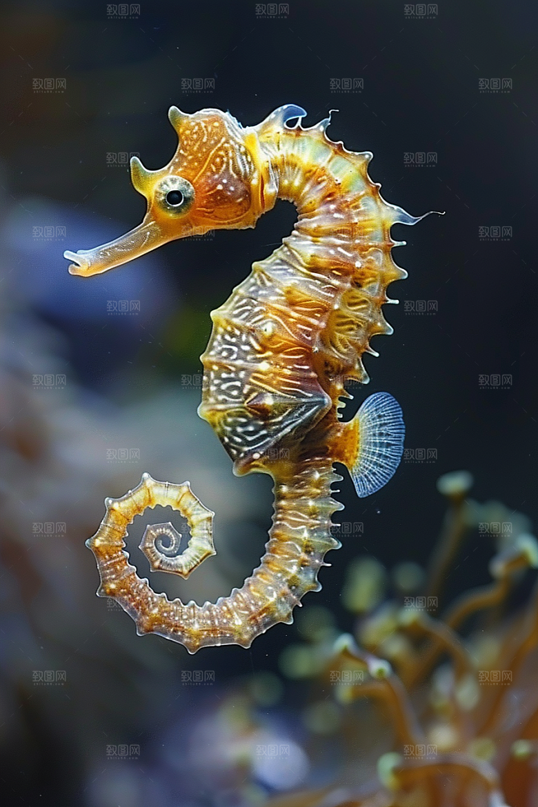 海马大海自然素材