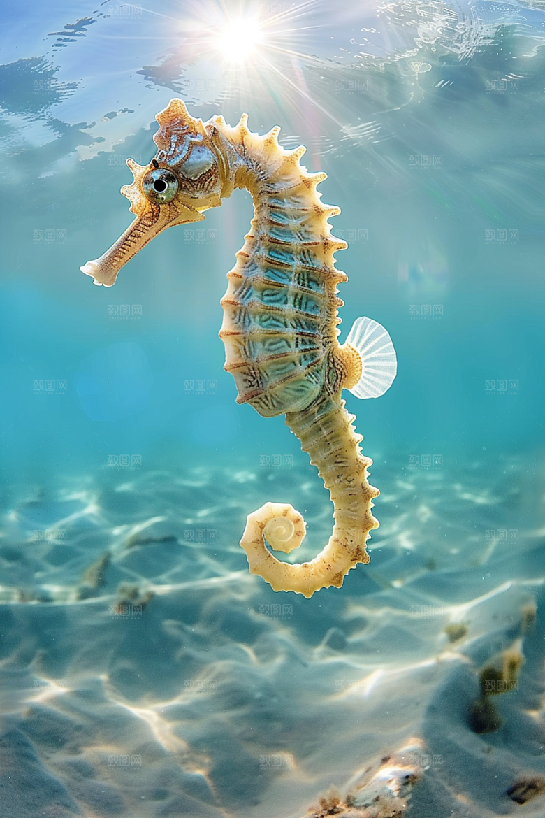海马保护动物保护环境素材