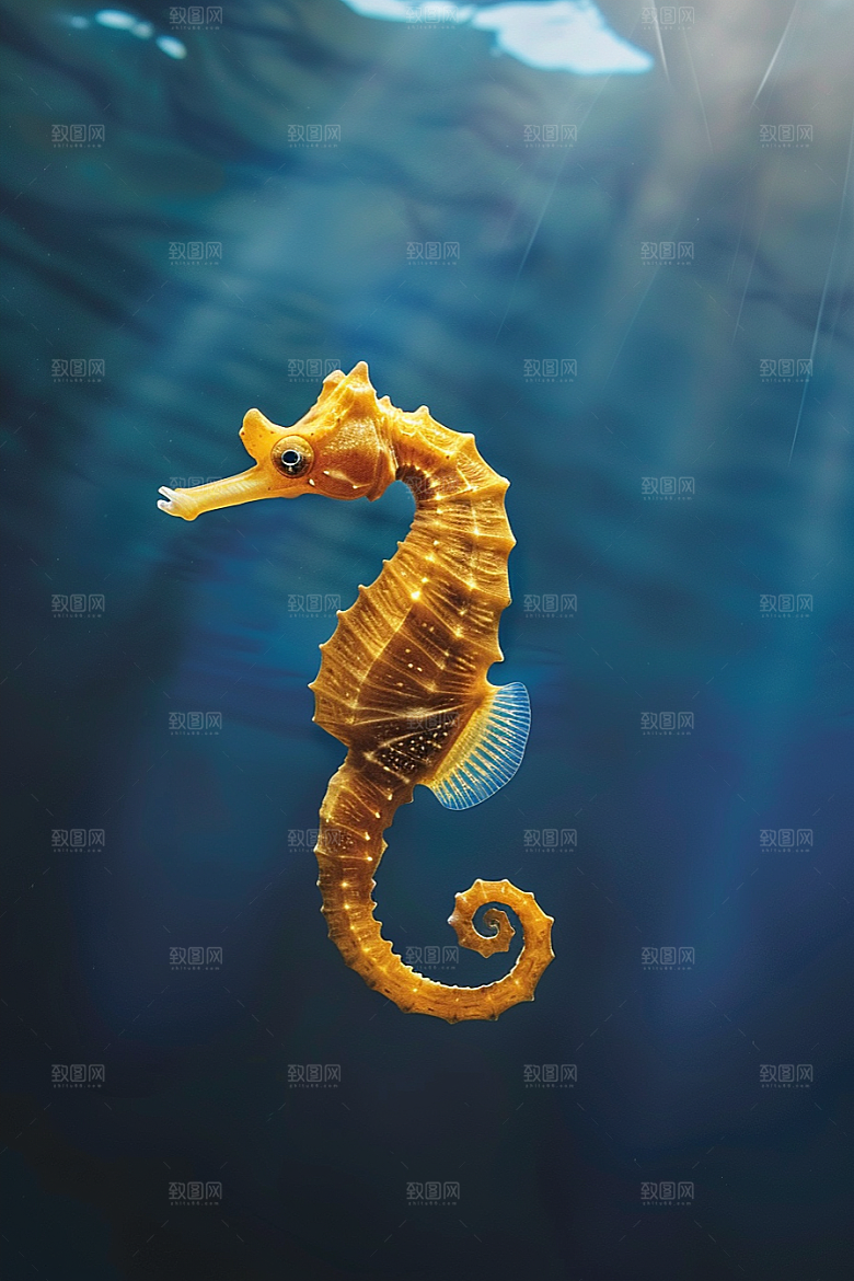 海马保护环境保护动物素材