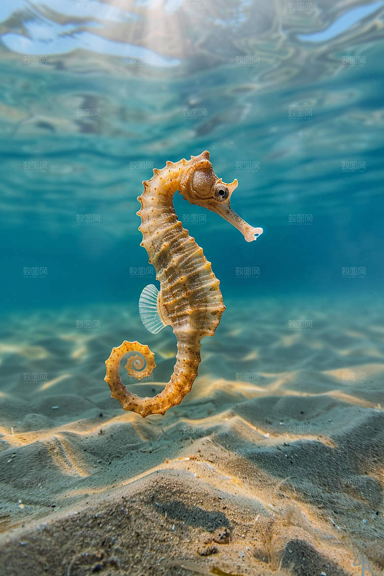 海马高清保护环境素材