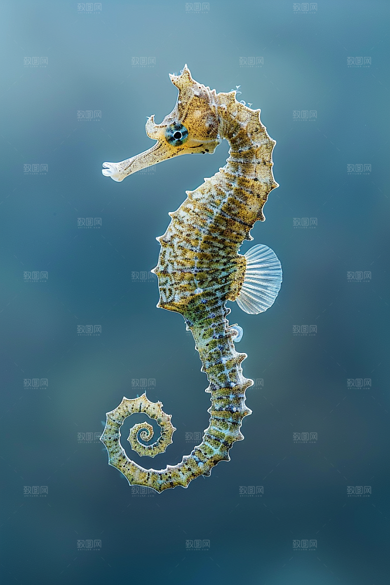 海马生态高清素材