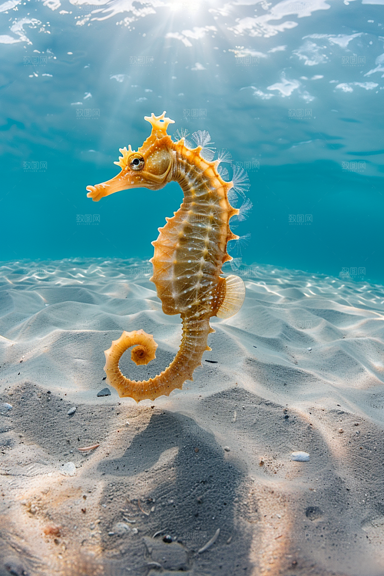 海马环保海洋生物素材