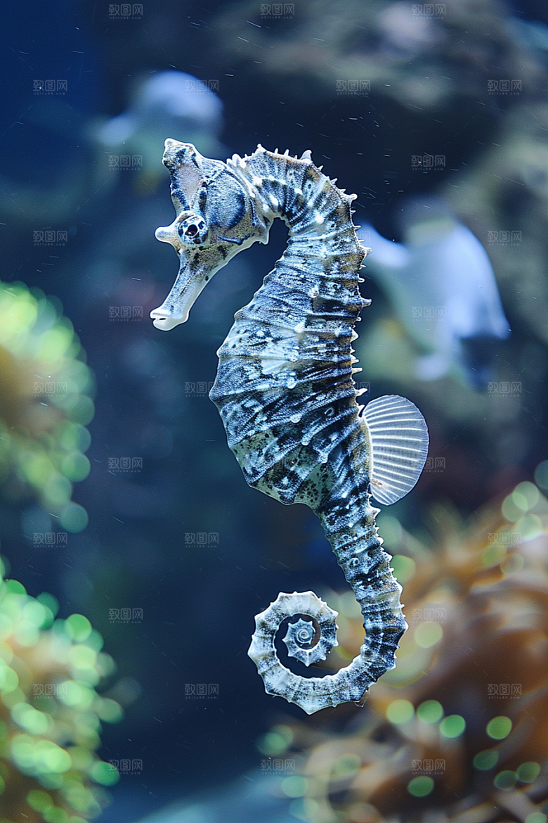 海马自然高清素材