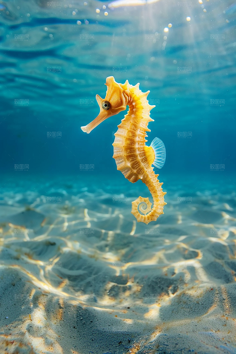 海马生态大海素材
