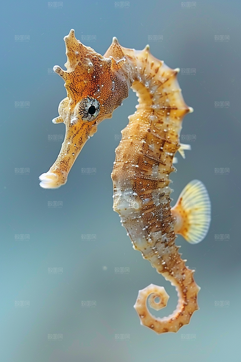 海马生态海洋生物素材