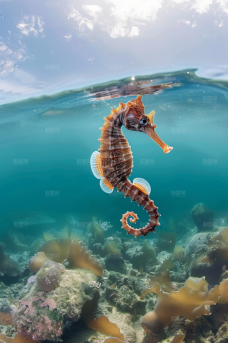 海马珊瑚礁海底素材