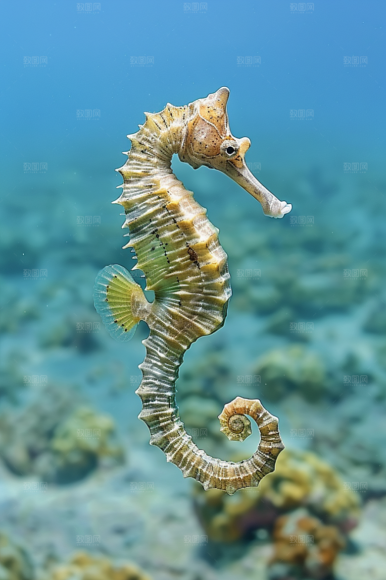 海马自然珊瑚礁素材