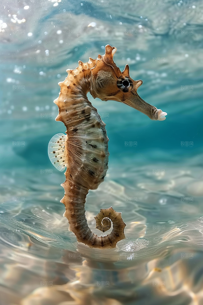 海马自然珊瑚礁素材