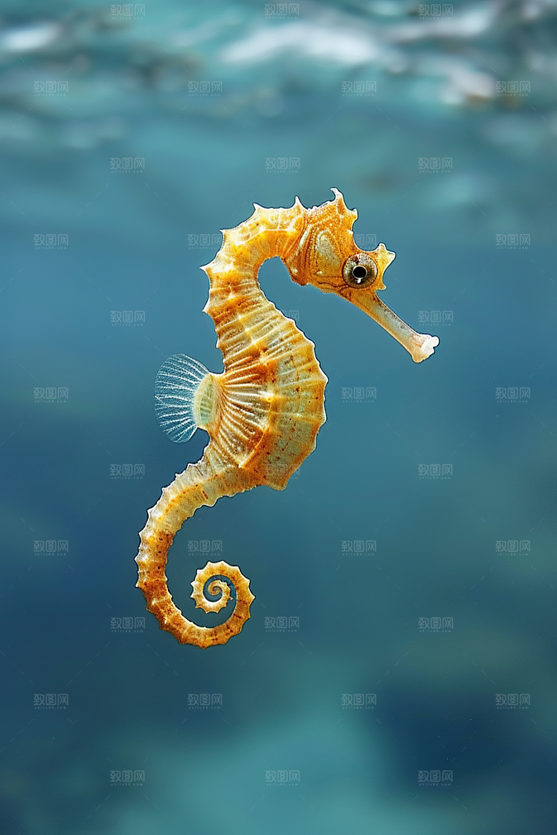海马海洋生物大海素材