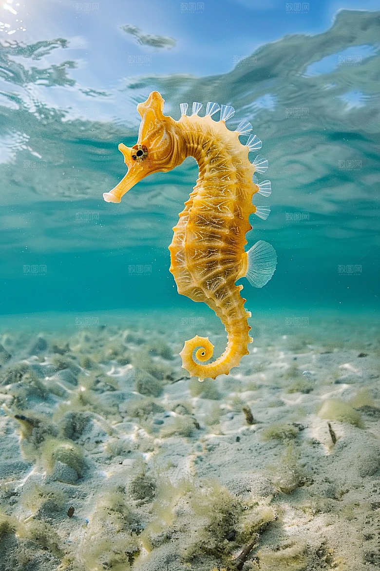 海马珊瑚礁生态素材