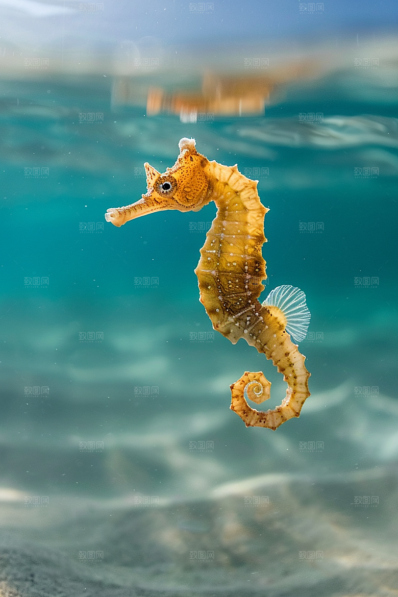 海马海洋生物海底素材