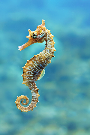海马海洋生物保护动物素材