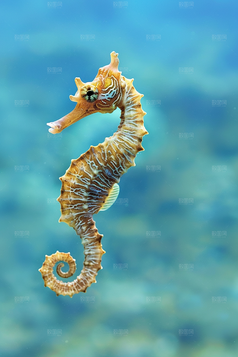 海马海洋生物保护动物素材