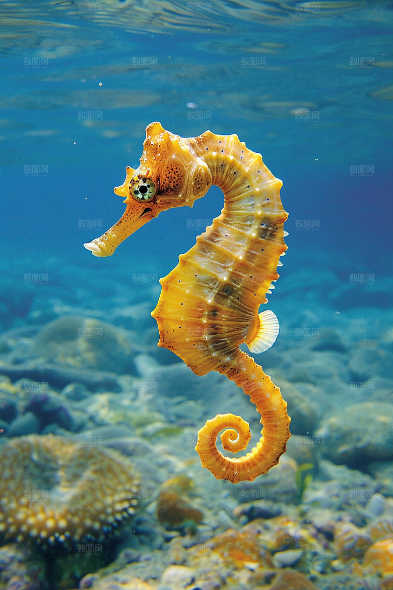 海马保护环境生态素材