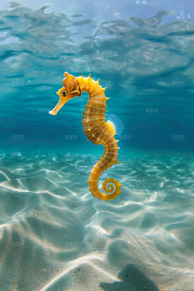 海马生态大海素材