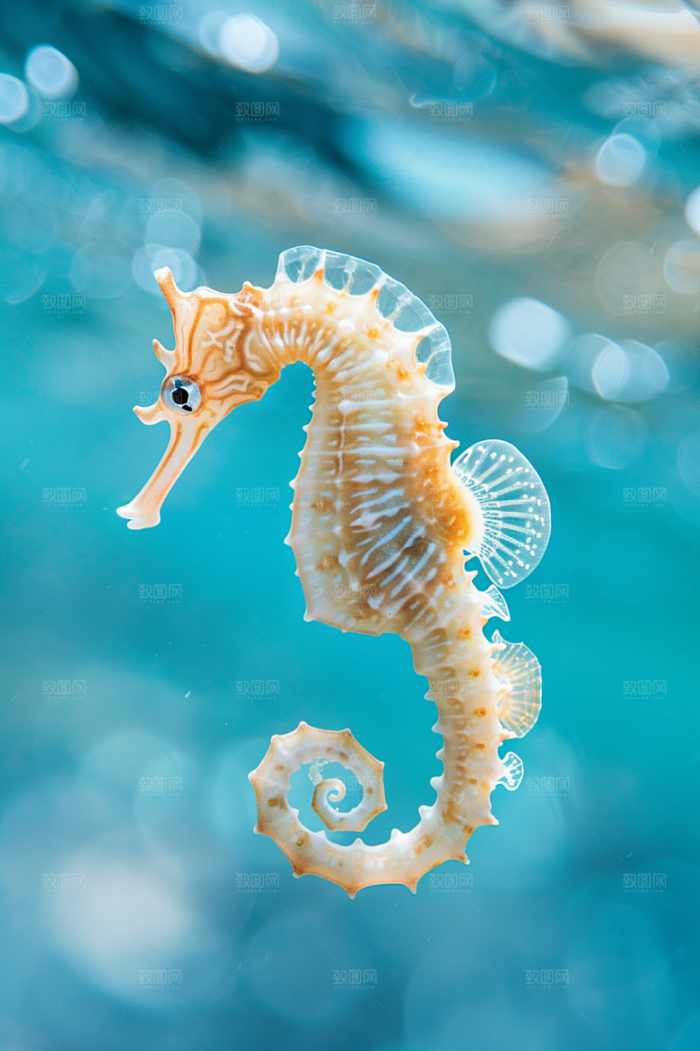 海马保护环境海底素材