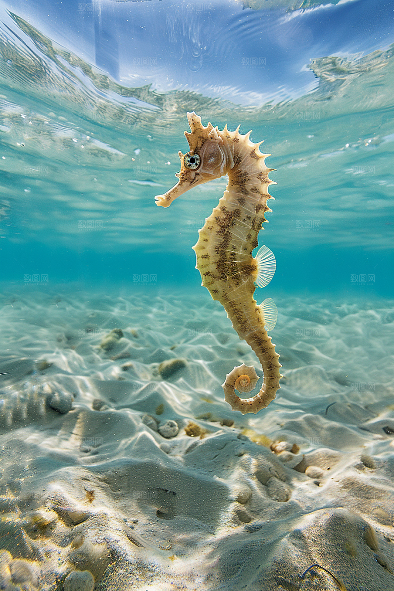 海马保护动物海底素材