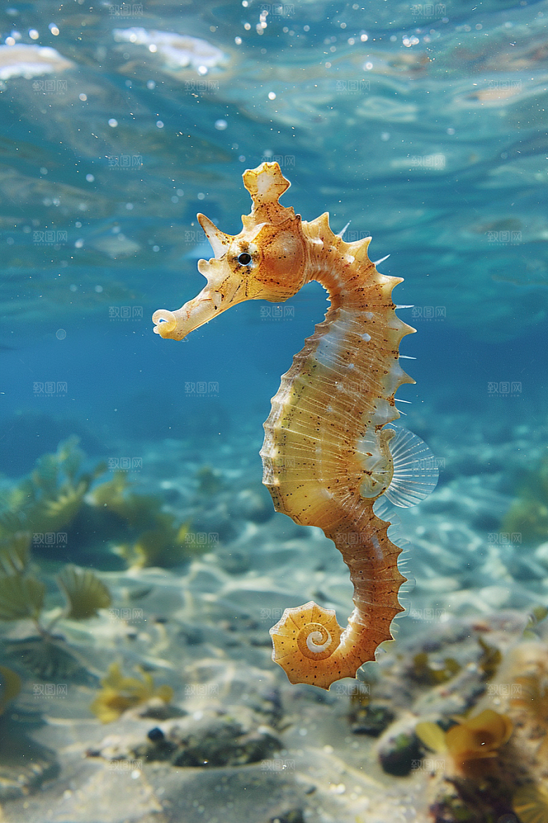 海马海底海洋生物素材