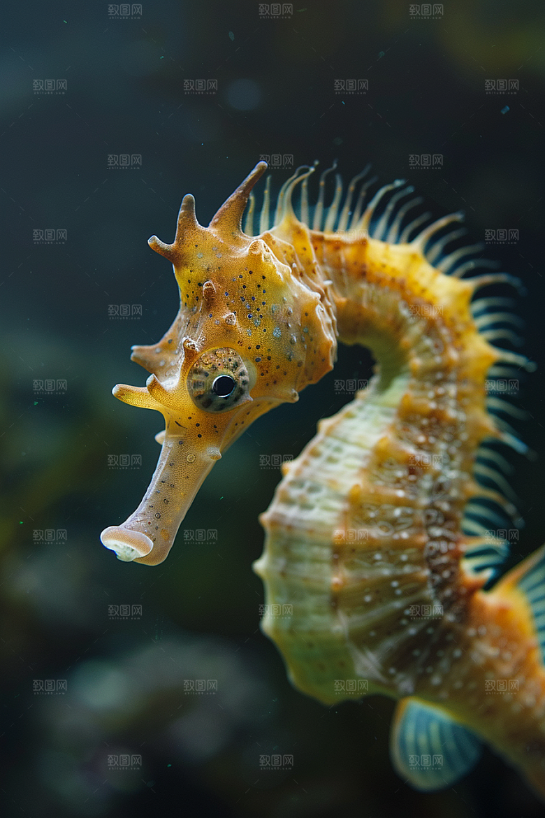 海马珊瑚礁海洋生物素材