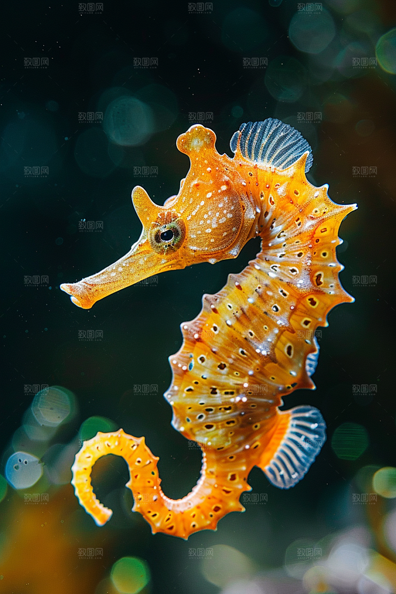 海马自然保护动物素材