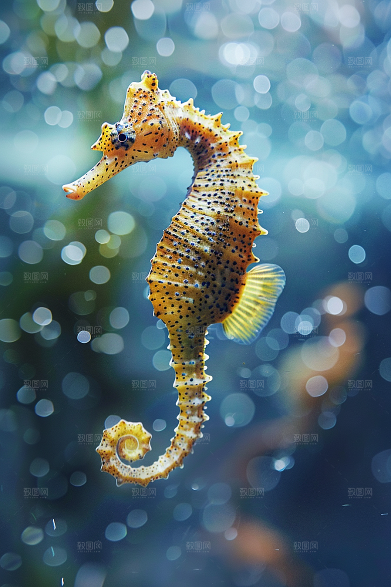 海马海洋生物保护环境素材